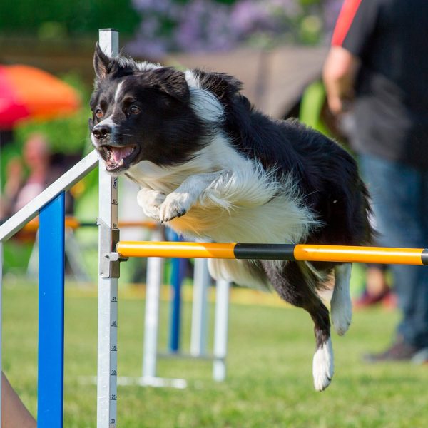agility-perro-saltando